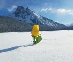 Emerald Lake.